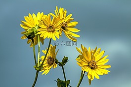 雛菊,花,花的