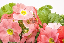 報春花,報春花尋常的混合,三文魚