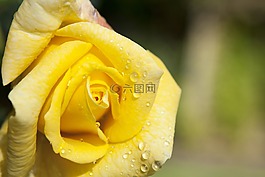 花,黃色,花園