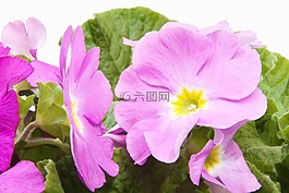報春花,報春花尋常的混合,洋紅色
