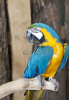 鸚鵡,鳥,動物園