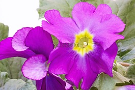 報春花,報春花尋常的混合,紫