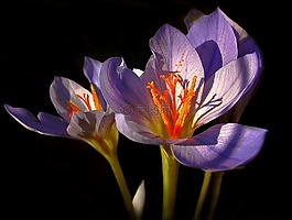 夜,夏季,花卉