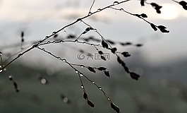 秋季,性质,一滴水