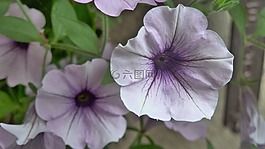花,紫,性質(zhì)