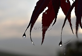 一滴水,露水,露珠