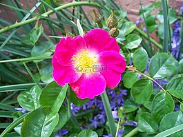 玫瑰,单花瓣,粉红色