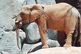 大象,動(dòng)物園,動(dòng)物