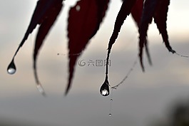 一滴水,露水,露珠