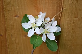 梅花,开花的栅栏,春
