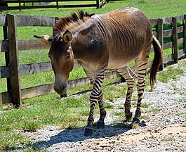 zonkey,動(dòng)物,哺乳動(dòng)物