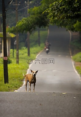 路,狗,宠物