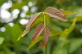 厂,男孩芽,叶子