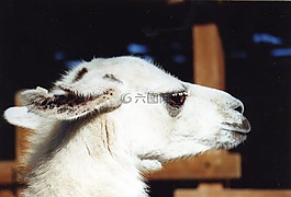 動物,動物園,動物的畫像