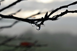一滴水,露水,露珠