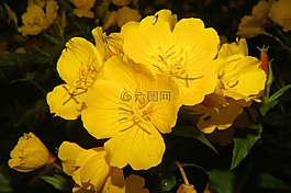 鮮花,關(guān)閉,黃色