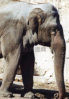 大象,動(dòng)物園,動(dòng)物