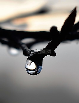 一滴水,露水,露珠