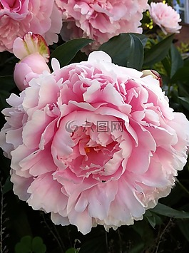 粉紅色的花,牡丹,花