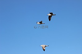 海鸥,鸟类飞行,天空