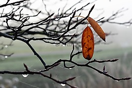 一滴水,露水,露珠