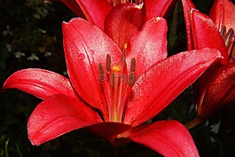 百合,開花,紅色
