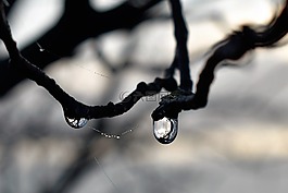 一滴水,露水,露珠