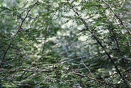 荊棘,克魯斯,草