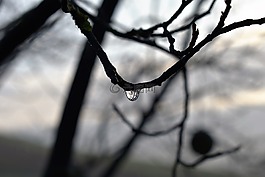 一滴水,露水,露珠