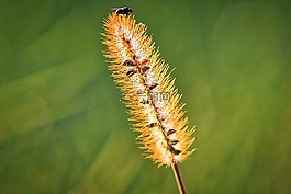 秋季,草,草地