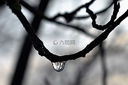 一滴水,露水,露珠