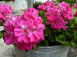 花,丁香,粉色