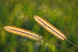 秋季,草,草地