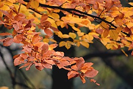 秋,公園,樹