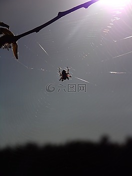 蜘蛛,森林,樹