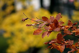 秋,公園,樹