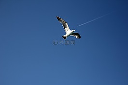 海鷗,天空,尾