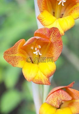百合,唐菖蒲,劍百合