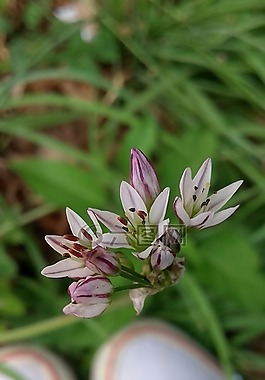 鮮花,網(wǎng)球,綠色