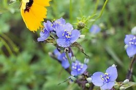spiderwort,花,紫露草