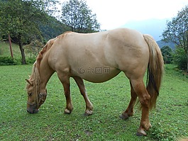 马,牧场,山