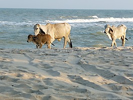 奶牛,海灘,泰國
