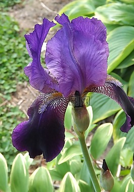 鳶尾花,花,花的