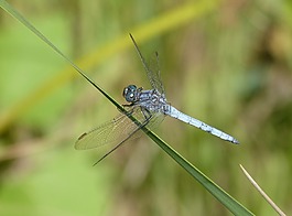 藍(lán)蜻蜓,葉,綠化