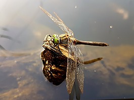 ważka,昆虫,性质