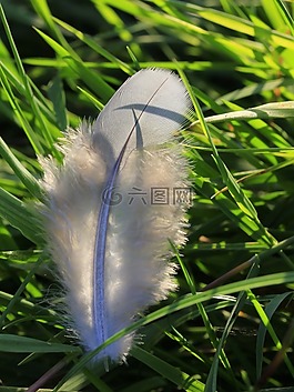春天,白,鳥