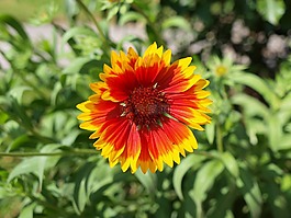 毯子,花,廠