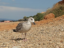 鷗,鳥,動物