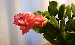 仙人掌,圣誕節(jié),植物