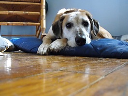 狗,獵犬,寵物